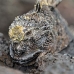 iguana_marine_bar_v_0255_ecu1454.jpg